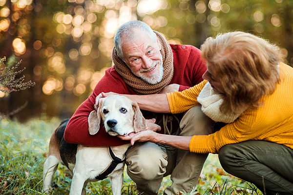 Собака для пожилого человека: верный друг и источник радости